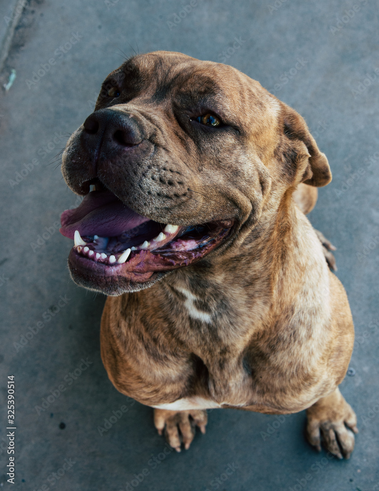 perro cane corso 