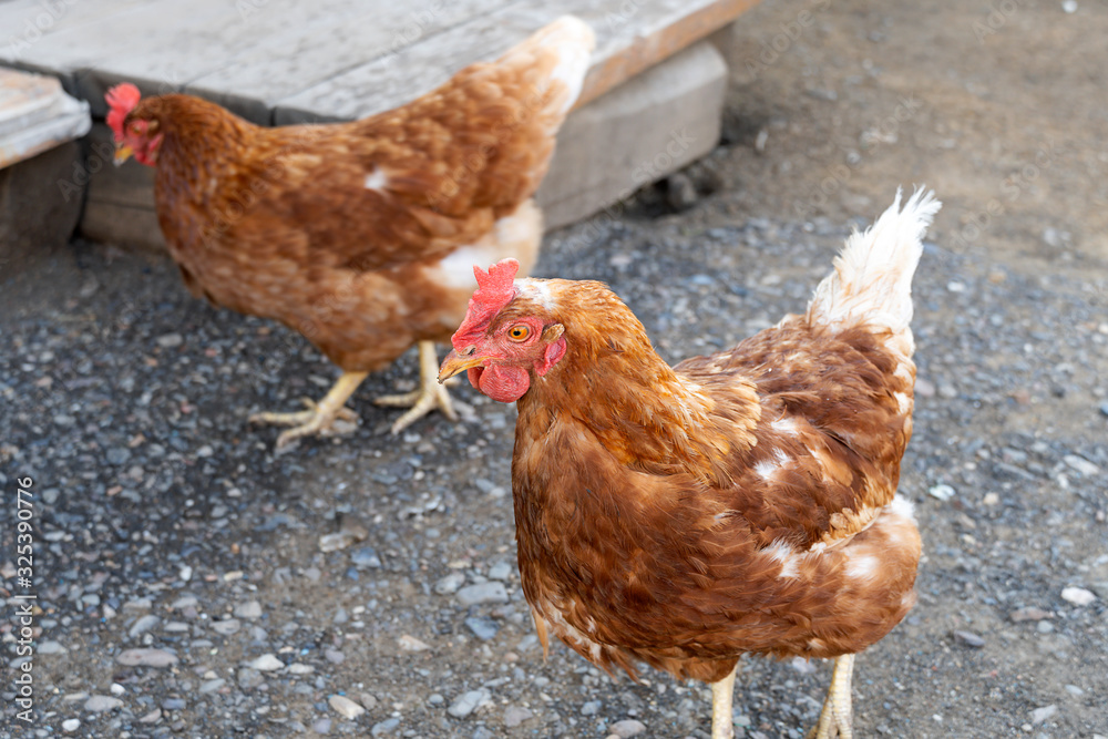 Fototapeta premium Two hens are walking in the yard. Free poultry. Looking for food on the road. Village, agriculture.