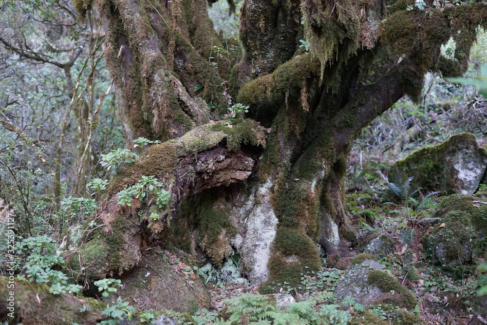 Teilansicht eines uralten Lorbeerbaums auf Madeira Teilansicht eines uralten Lorbeerbaums auf Madeira