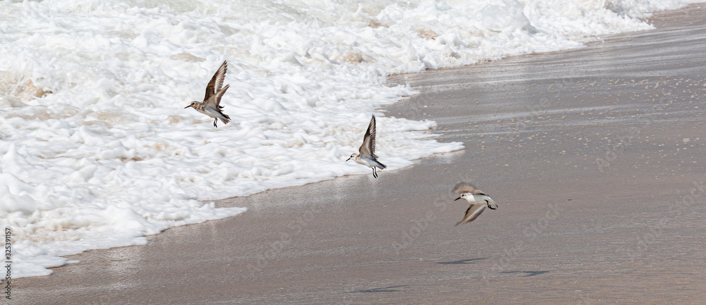 Fototapeta premium Three piping plovers flying over the waters edge on Fire Island New York