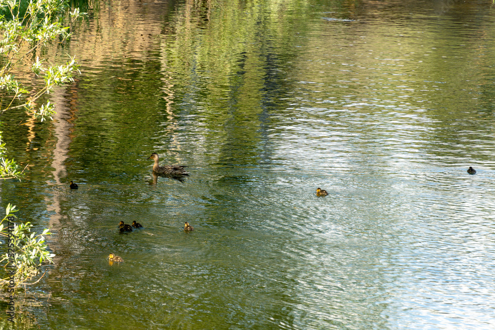 Gray duck swims in the water with little ducklings. Mom is a bird with a family in nature. Little chicks learn to swim. Gray duck swims in the water with little ducklings. Mom is a bird with a family in nature. Little chicks learn to swim.
