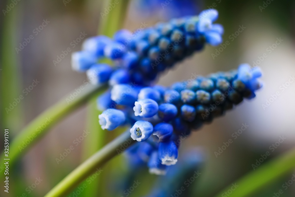 Macro close up of blue isolated flower head blurred background (selective focus) - grape hyacinth muscari neglectum Macro close up of blue isolated flower head blurred background (selective focus) - grape hyacinth muscari neglectum