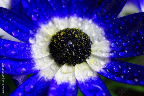 Makro close up of isolated blue and white flower blossoms with water drops - cineraria, senetti pericallis (selective focus) photo