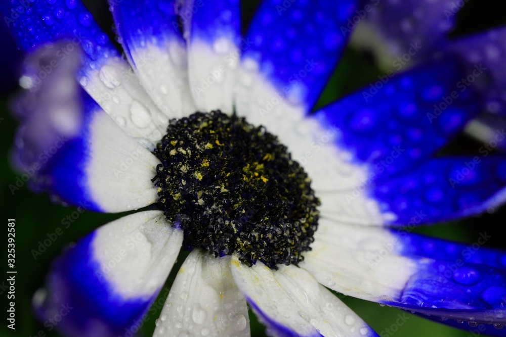 Makro close up of isolated blue and white flower blossoms with water drops - cineraria, senetti pericallis (selective focus) Makro close up of isolated blue and white flower blossoms with water drops - cineraria, senetti pericallis (selective focus)
