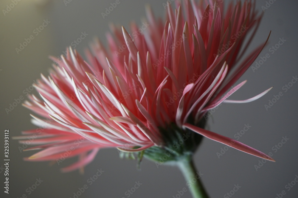 rosa Spidergerbera, Gerbera Blüte von der Seite fotografiert rosa Spidergerbera, Gerbera Blüte von der Seite fotografiert