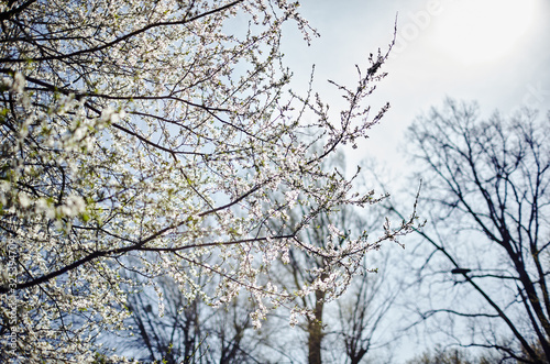 Blossoming apple orchard in spring. Fresh spring background on nature outdoors. Soft focus image of blossoming flowers in spring time. Shallow DOF. Selective focus
