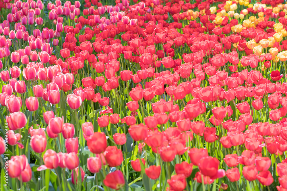 Spring flowering tulips. Many pink tulips. Selective soft focus.