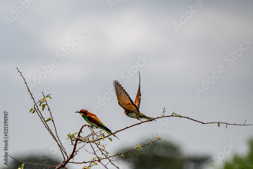 White-throated Bee-Eater (merops albicollis)