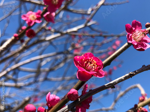 梅の花（赤）