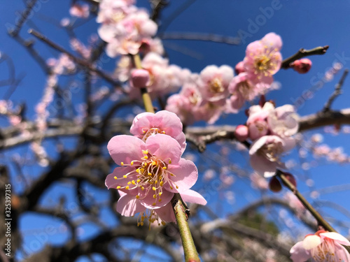 梅の花（ピンク）