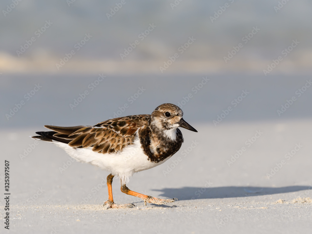 Ruddy Turnstone Walking on the Beach Ruddy Turnstone Walking on the Beach