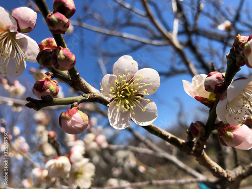 梅の花（ピンク）