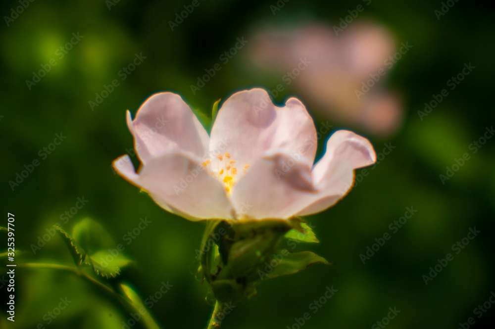 Bush wild rose on a sunny day. Blooming, gardening, beautiful pink buds on a wild rose bush in spring Bush wild rose on a sunny day. Blooming, gardening, beautiful pink buds on a wild rose bush in spring