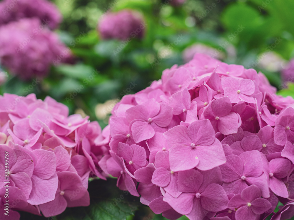Pink hydrangea flowers in the front garden. Spring and autumn flowers Pink hydrangea flowers in the front garden. Spring and autumn flowers