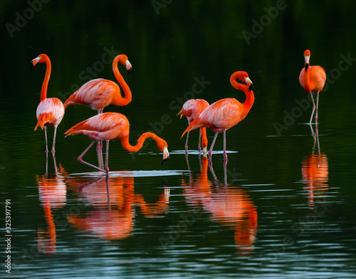 American flamingos with Reflections  Resting on the Lagoon