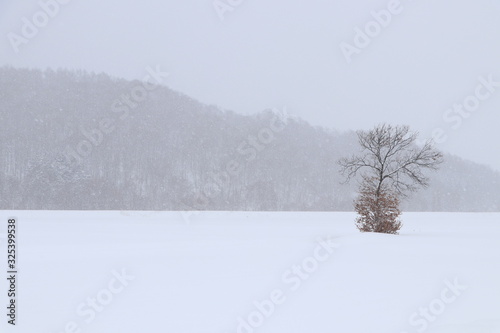 北海道愛別町の雪原風景