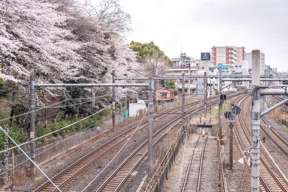Fototapeta premium Tokyo, Japan - March 29, 2019: The front of the train platform is full of cherry blossoms,Cherry blossoms of Asukayama Park. Is famous cherry blossom viewing spots in Tokyo, Japan.