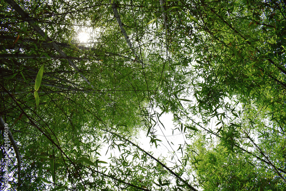 Fototapeta premium Green bamboo forest in a sunny day