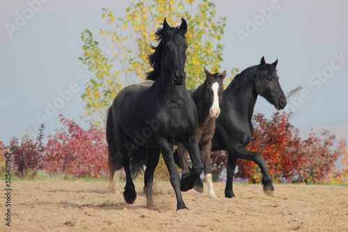 Friesian horses and Akhal-Teke horses run together in autumn