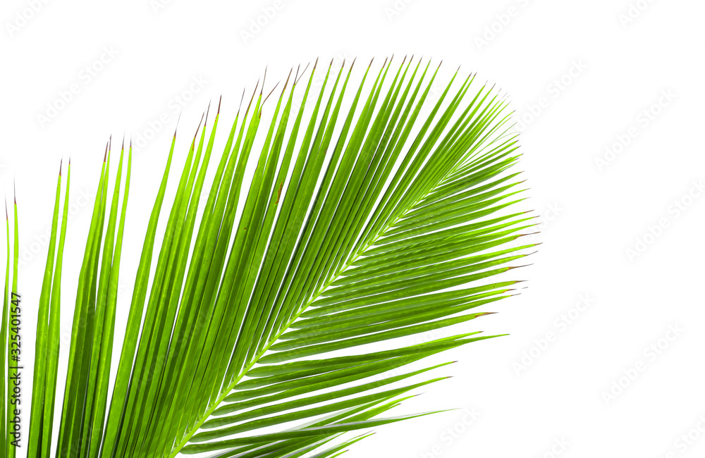 Coconut leaves on a white background Coconut leaves on a white background