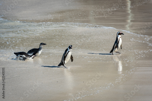 Fotografie Penguins on the Beach