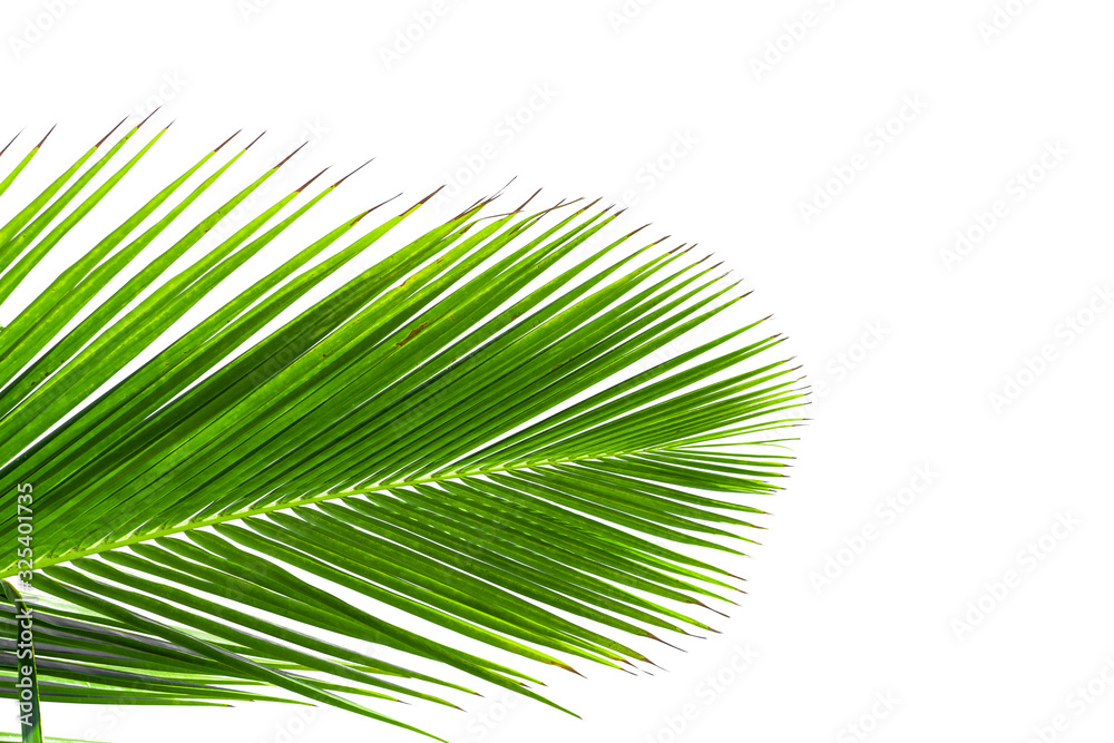 Obraz premium Coconut leaves on a white background