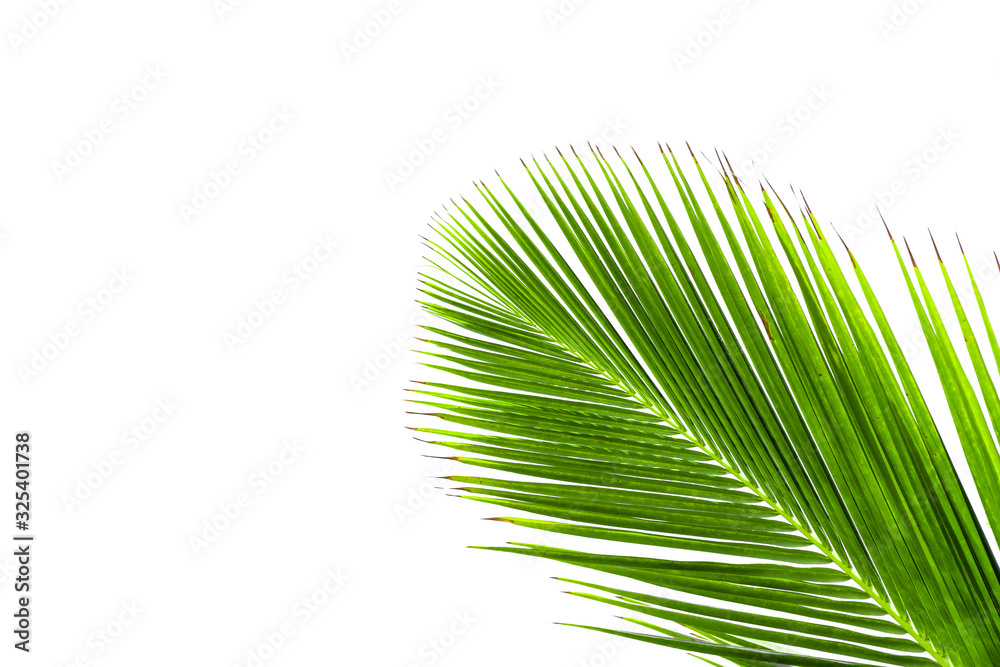 Obraz premium Coconut leaves on a white background