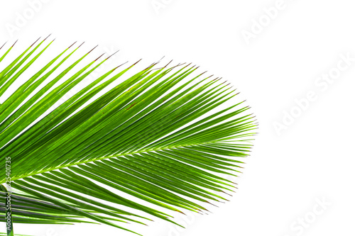 Coconut leaves on a white background