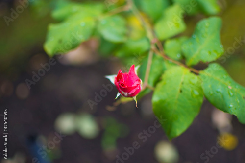 Red flower in a garden