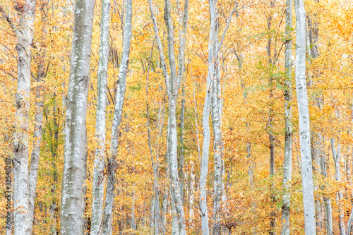 Autumn forest