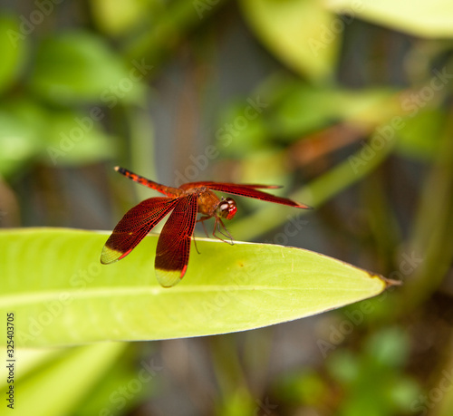 Tropical butterfly feeding on spring day against flowers. photo