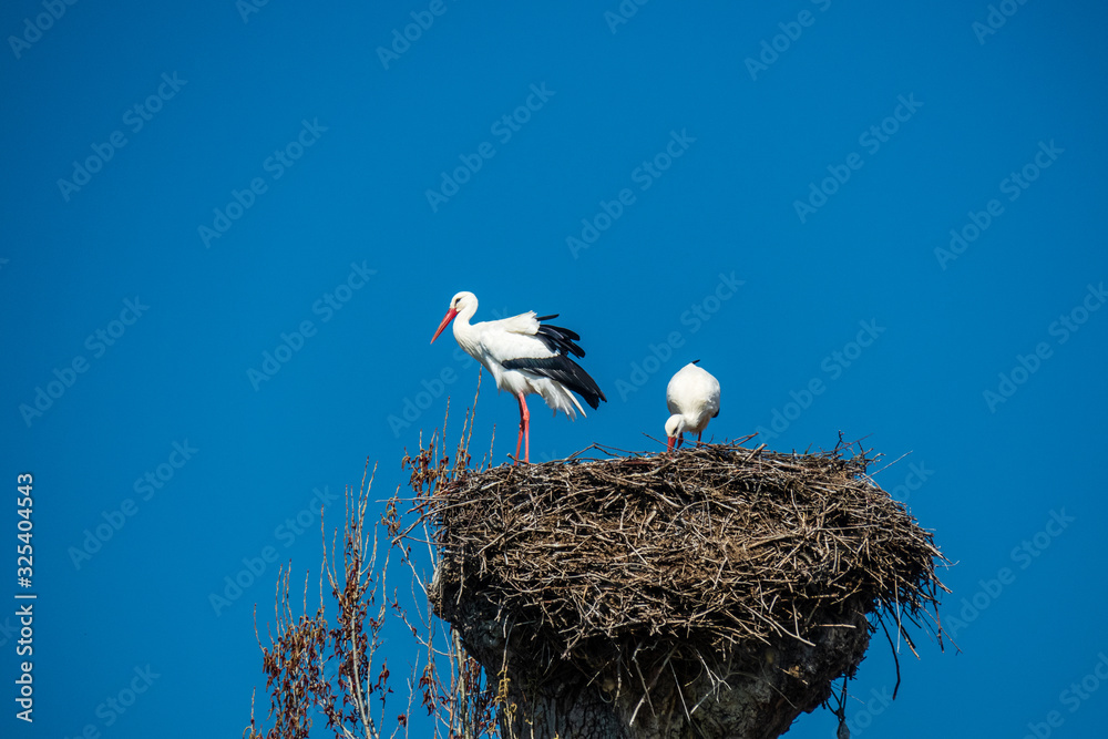 CH, Bodensee, Kesswil, Storchennest, Störche CH, Bodensee, Kesswil, Storchennest, Störche