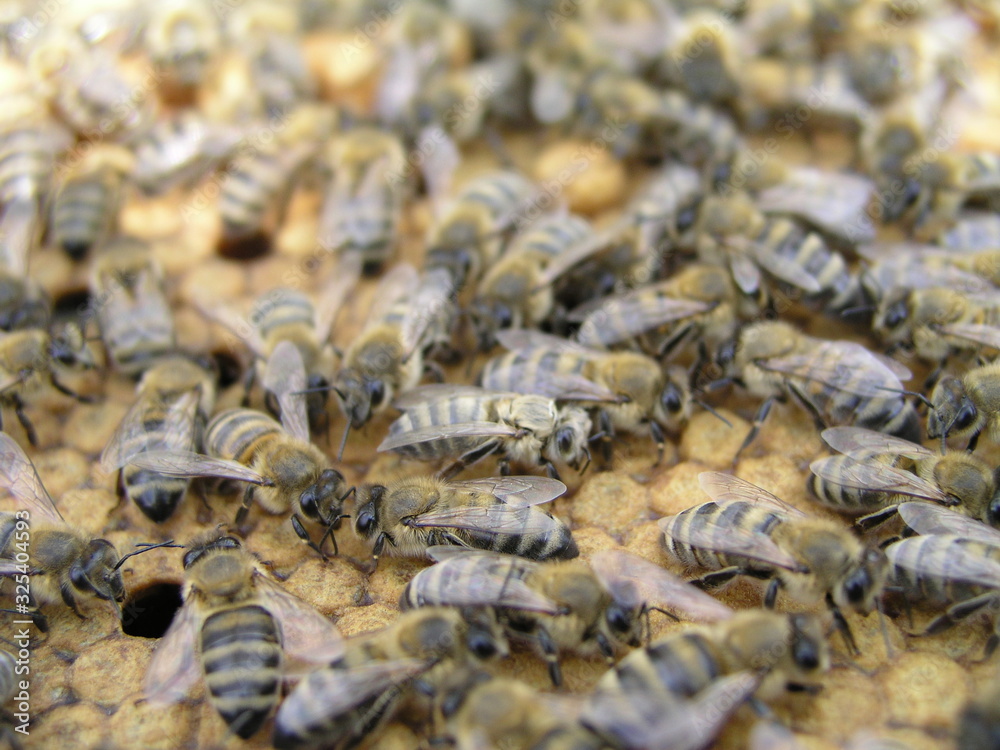 Worker bees, bee feeders, drones on sealed brood. Worker bees, bee feeders, drones on sealed brood.