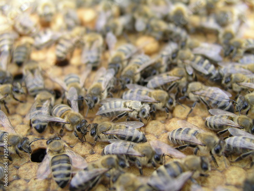 Worker bees, bee feeders, drones on sealed brood. © Maryna