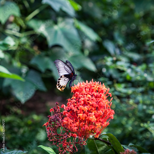 Tropical butterfly feeding on spring day against flowers. photo