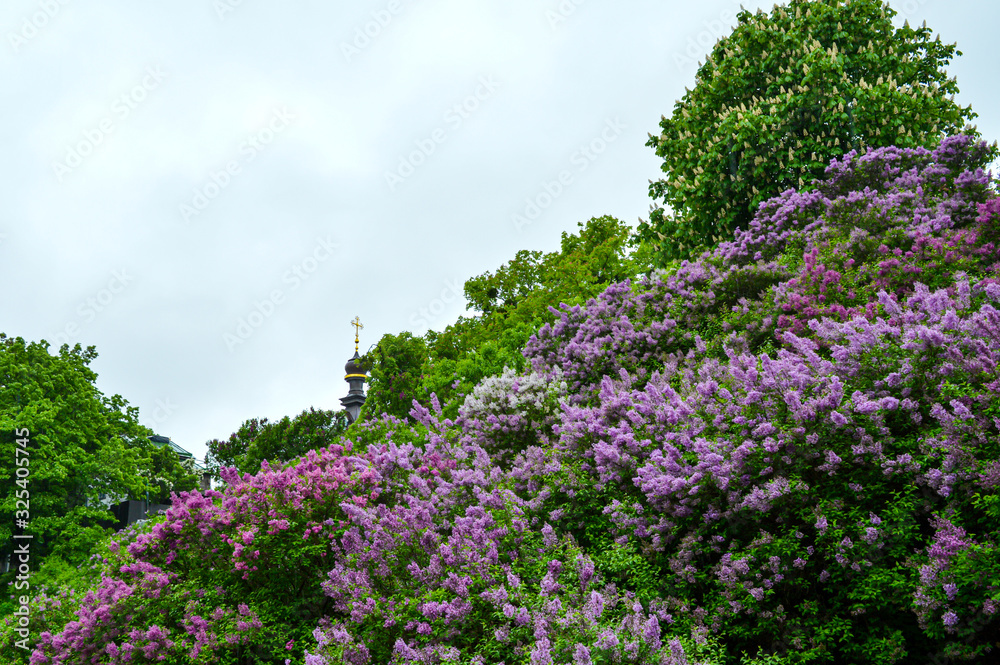 Blossom of lilac flowers in Kyiv, Ukraine on May, rainy weather Blossom of lilac flowers in Kyiv, Ukraine on May, rainy weather