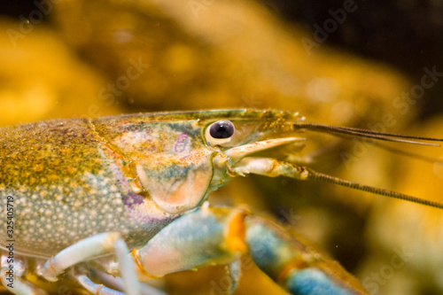  crayfish