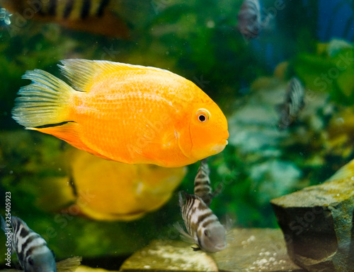 aquarium goldfish Red Parrot Cichlid