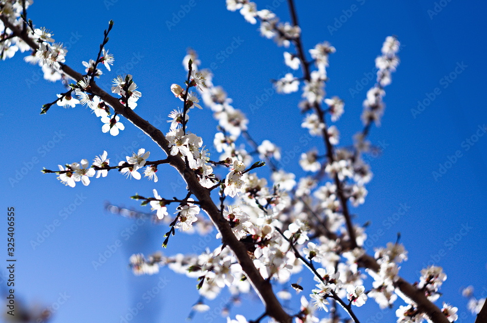 Beautiful image of a blossoming tree for postcards, posters, wallpapers.