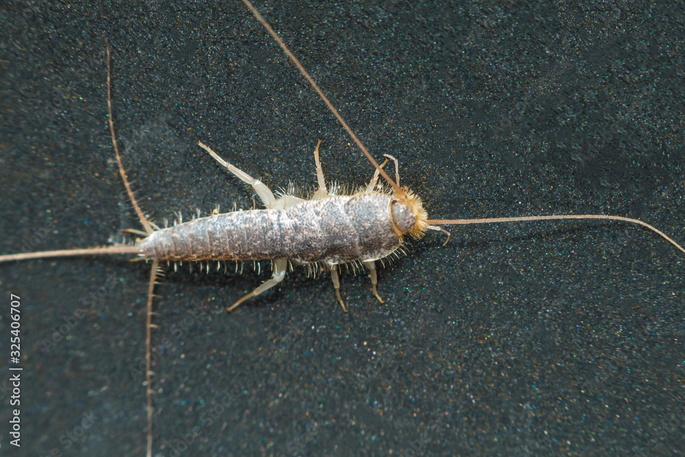 Ctenolepisma insect walks on dark surface. Top view Ctenolepisma insect walks on dark surface. Top view