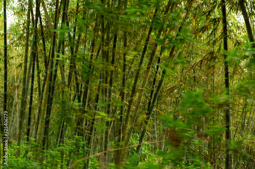 Bamboo forest cultivation  Nusa Tenggara  Indonesia