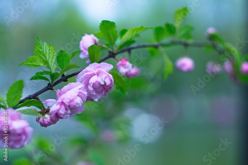 Quadro em tela Blooming almond for screen saver or background. Wallpaper.
