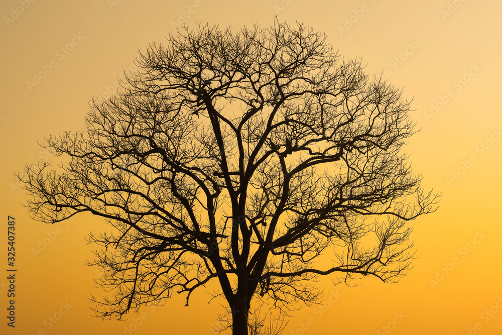 The trees leave the leaves in the dry season and the yellow sky in the evening.