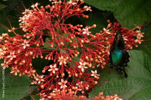 Tropical Blue Green butterfly (Papilio lorquinianus) on the red flower called Pagoda Flower (Clerodendrum paniculatum). East Nusa Tenggara. Indonesia photo