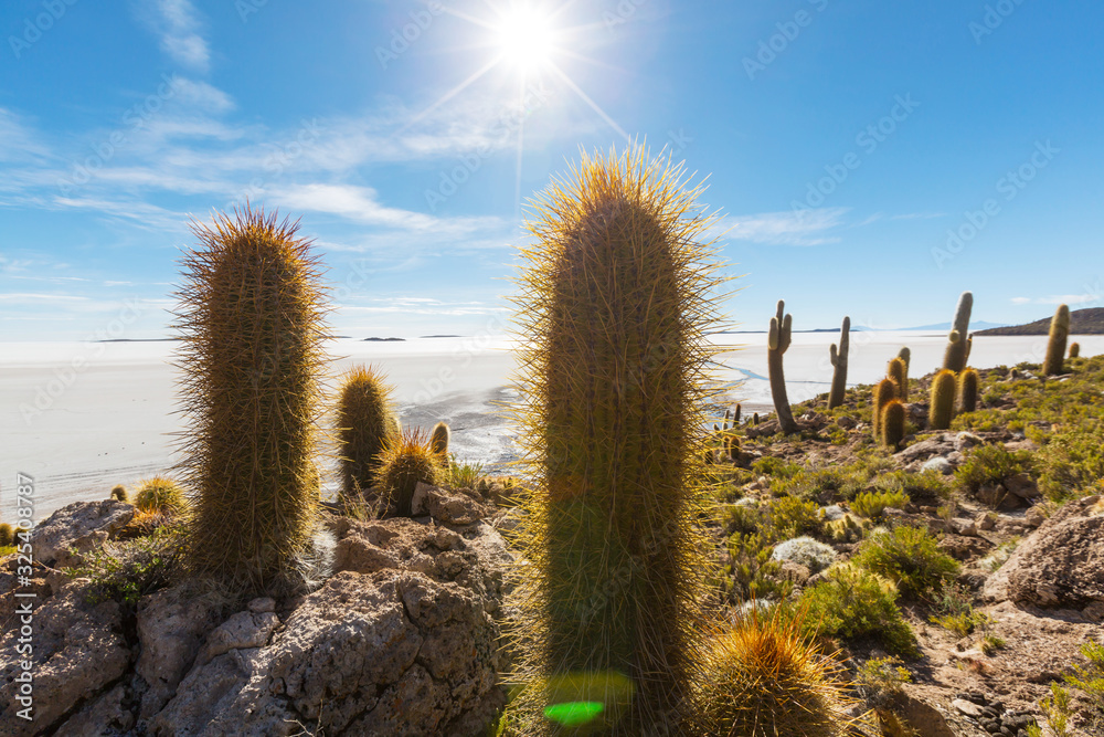 Cactus in Bolivia