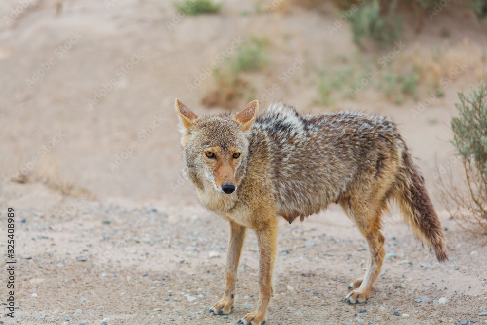 Coyote