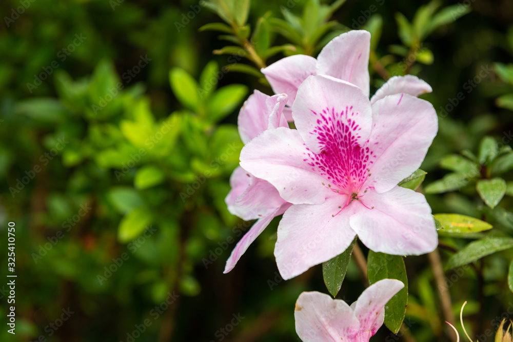 Pink of Hibiscus rosa-sinensis flowers on trees with green background Pink of Hibiscus rosa-sinensis flowers on trees with green background