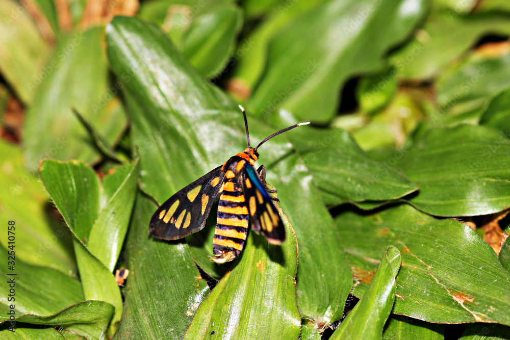 Unknown Beautiful Moth Unknown Beautiful Moth