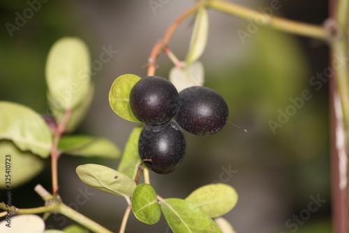 Unknown Berries
