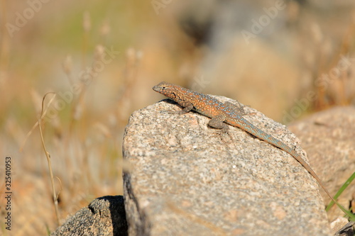 Western Side-blotched Lizard sitting on a rock
